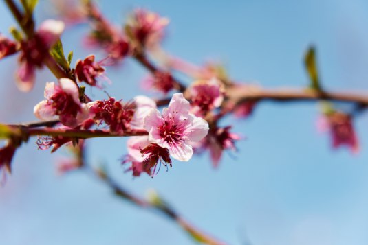 Obstbl&uuml;te in Rheinhessen, &copy; Vincent Dommer