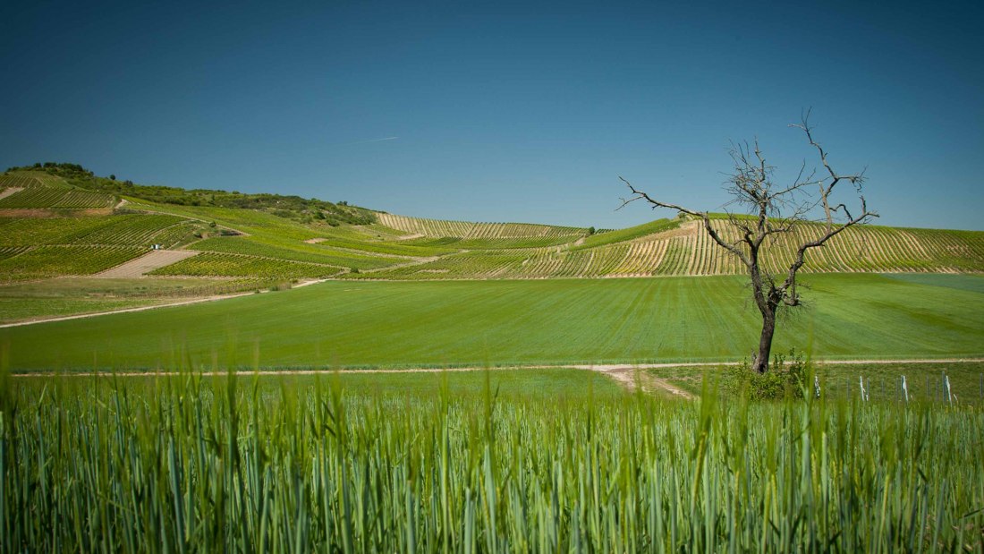 Weingut Becker-Landgraf_Weinreben, &copy; Weingut Becker-Landgraf