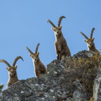 Steinböcke © Heinz ZAK