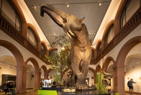 Naturhistorisches Museum Elefant