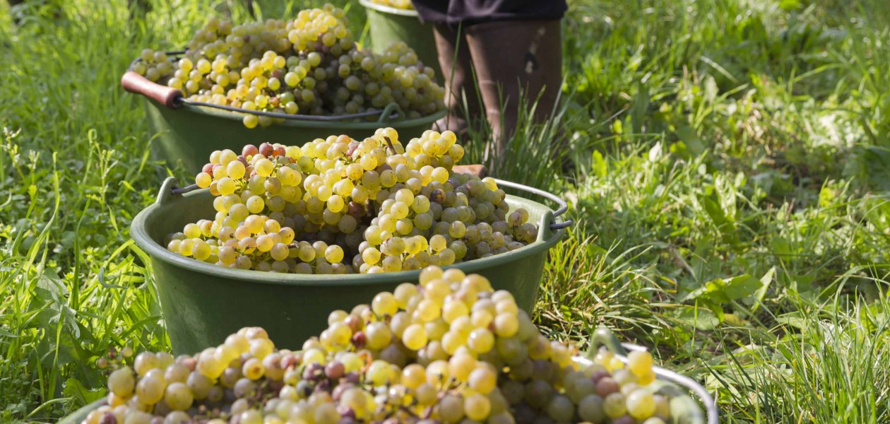 Vrijdag 5, &copy; Weingut Freitag