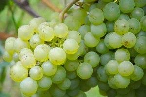 Auxerrois