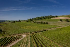 Bubenheimer Honigberg