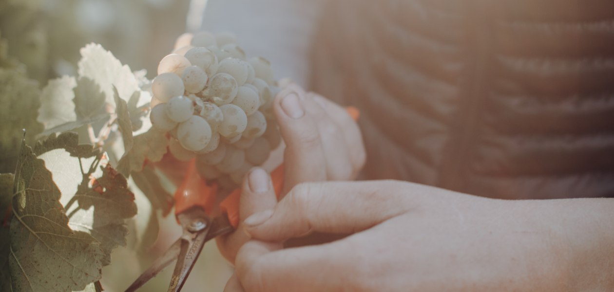 Weingut Bernhard_Rebschere, &copy; Ines Barwig