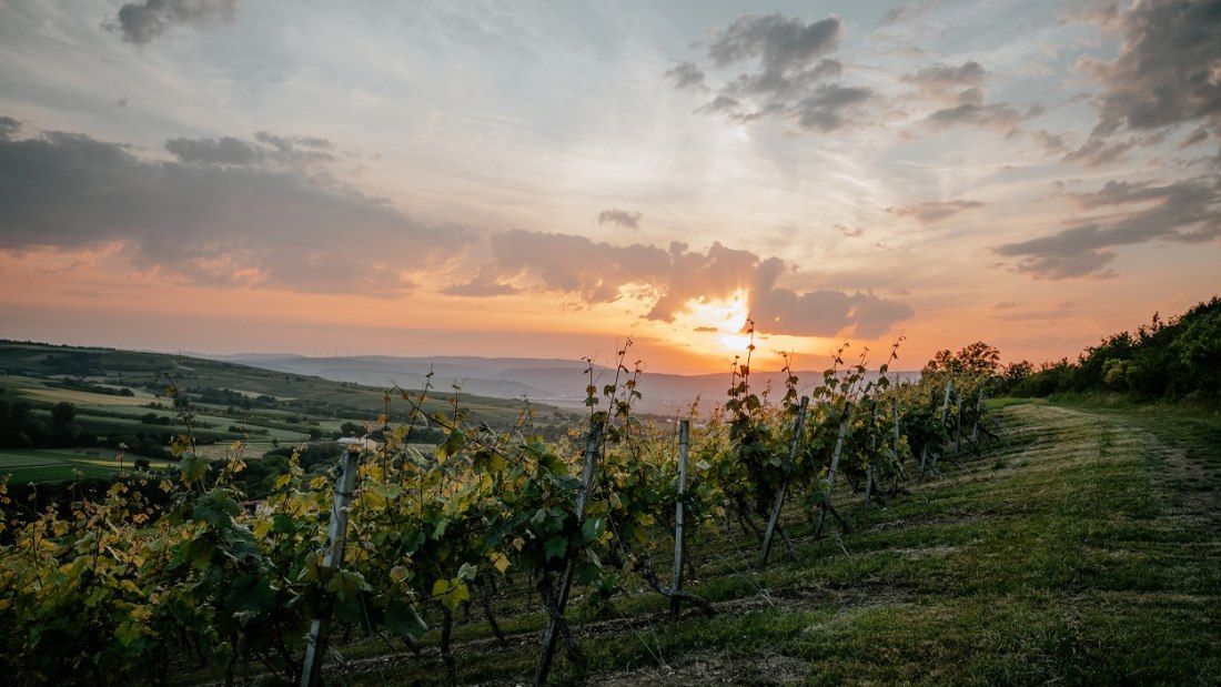 &copy; Weingut Finkenauer-Franz