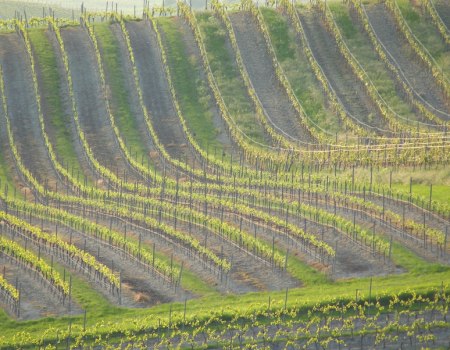 Weingut Schottenhof_Weinreben, © Weingut Schottenhof