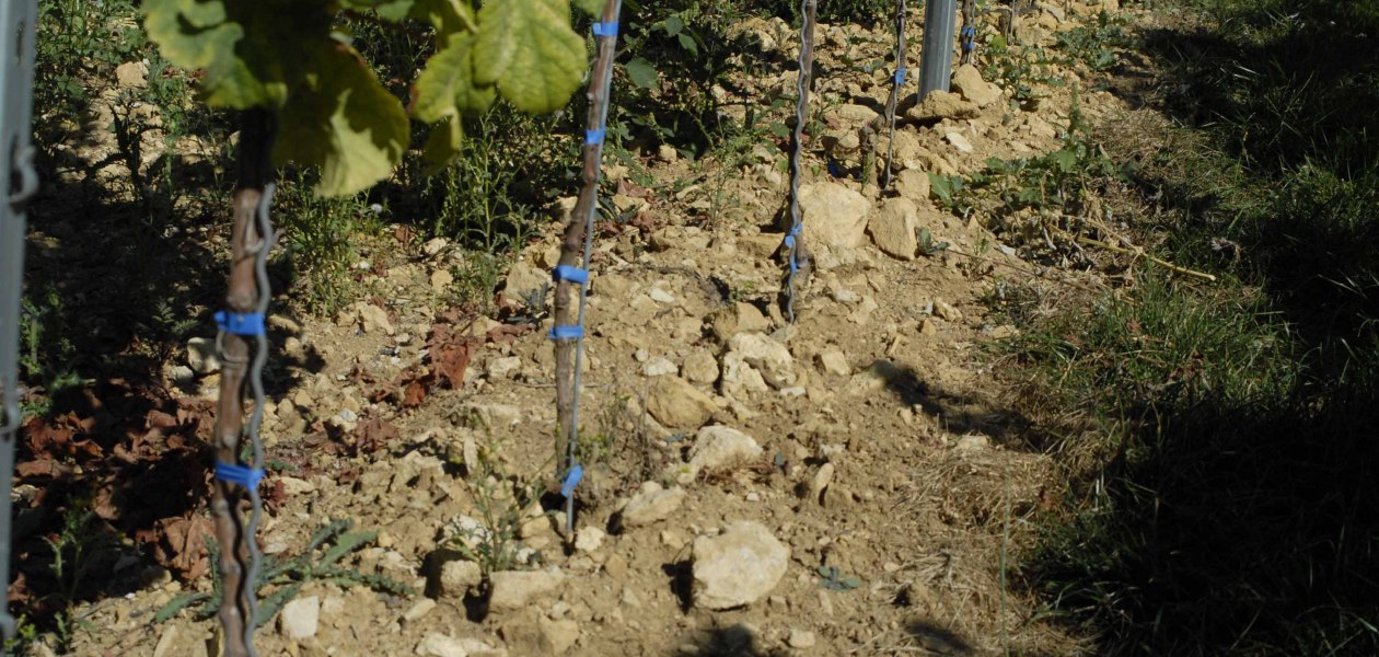 Weingut Eller_Reben, &copy; Weingut Eller