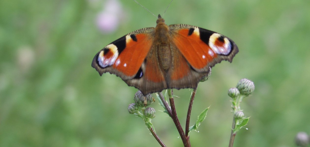 Bruehler-yard-butterfly, © Weingut Brühler Hof