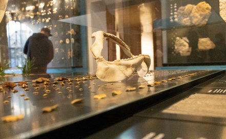 museumstipps-mainz-naturhistorischesmuseum-2