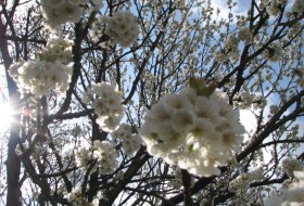 Kirschbl&uuml;ten
