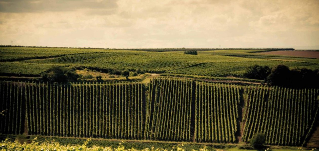 IMG_2297-2 Internet, &copy; Weingut Espenhof