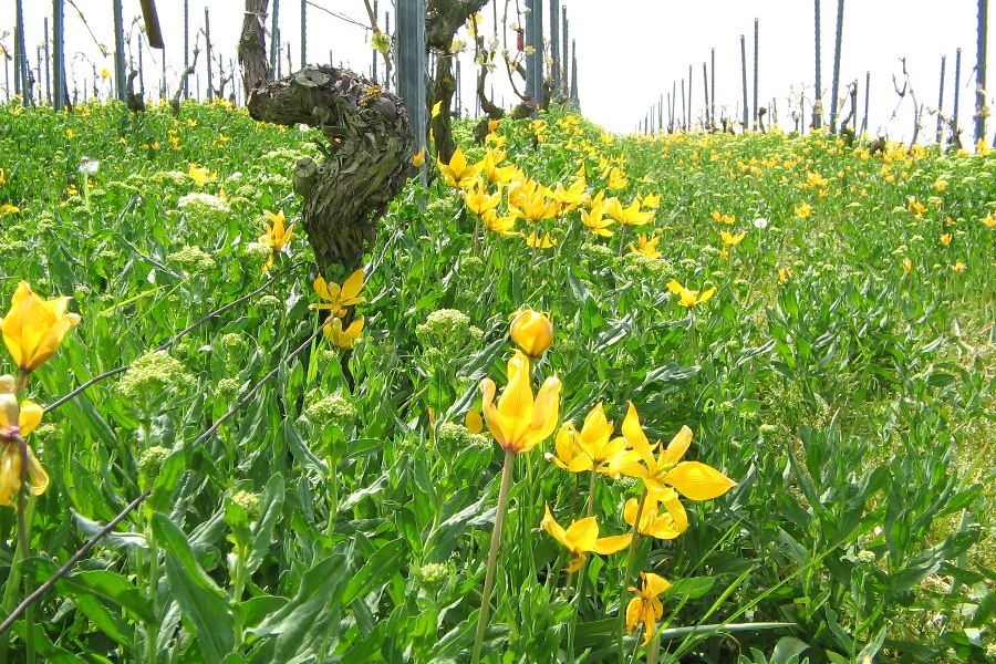 Wildtulpen, &copy; Weingut B&uuml;sser-Paukner