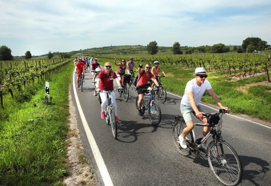 Meerdere fietsers rijden over een geasfalteerde weg door wijngaarden tijdens Rheinradeln tussen Worms en Oppenheim. Aan beide kanten van de weg staan rijen wijnstokken, met heuvels, bomen en een open lucht op de achtergrond.