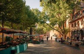 Mainzer Wochenmarkt unter den B&auml;umen &copy; mainzplus CITYMARKETING GmbH_Dominik Ketz