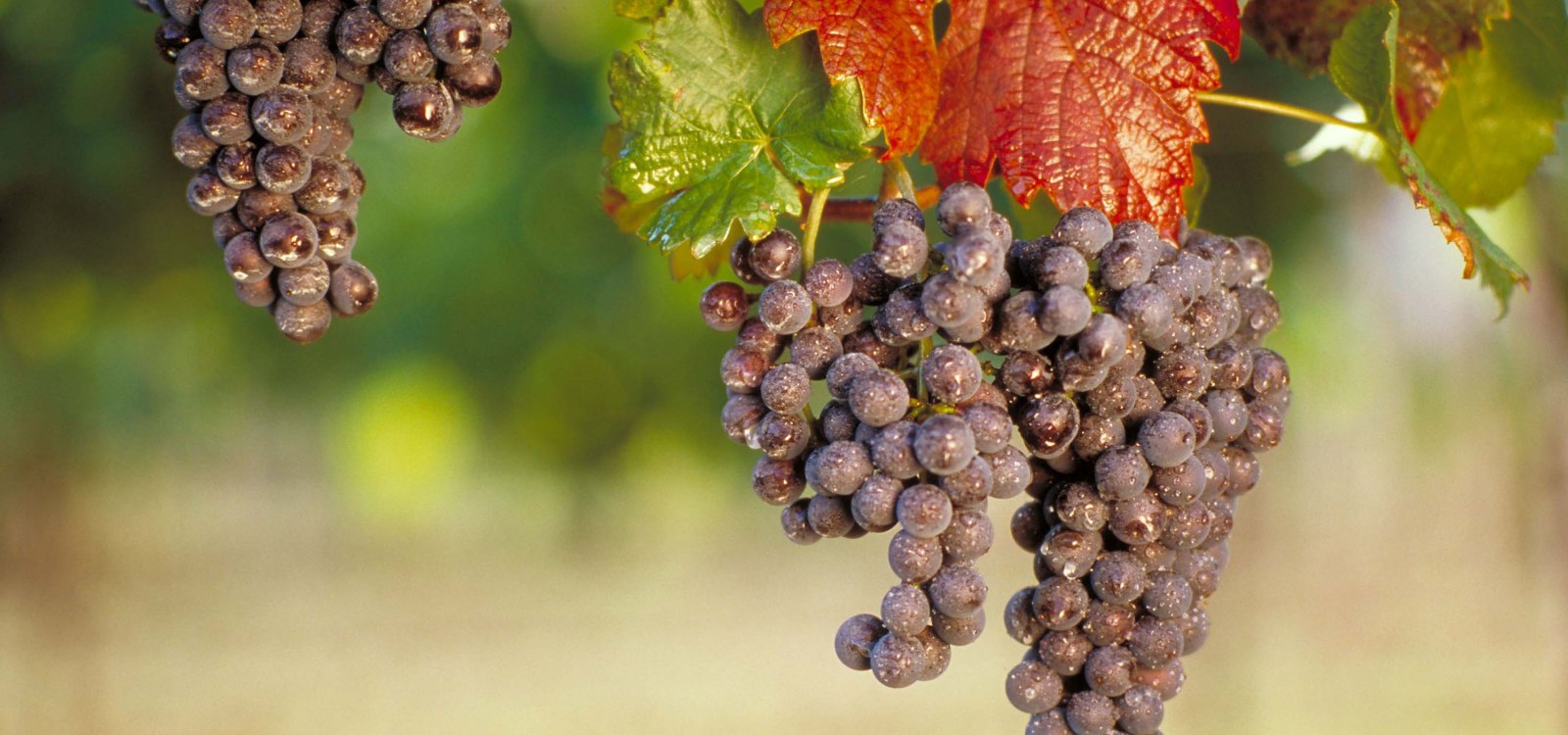 Pinot Noir, &copy; DWI