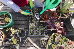 Pflanzentauschmarkt, &copy; freepik