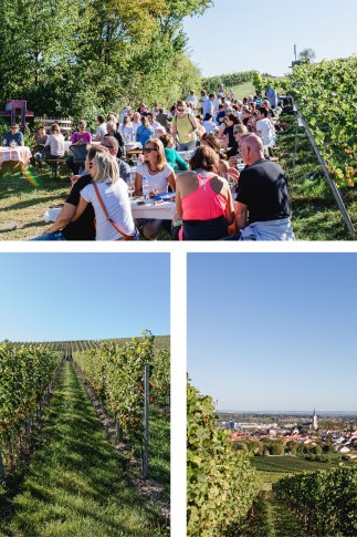 weinlehrpfad-Bodenheim-2