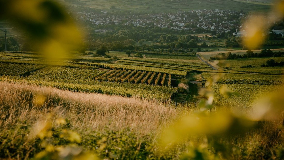 _Weingut_Finkenauer_JUNI_2021-98