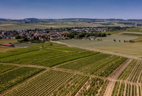 Pfaffen-Schwabenheimer Mandelbaum