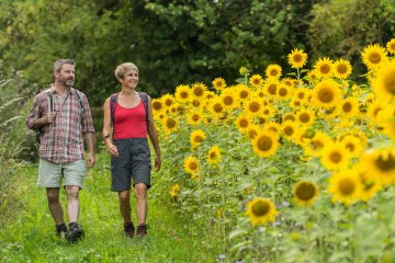 Hiking trail beside sunflowers, © Dominik Ketz