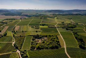 Siefersheimer Goldenes Horn