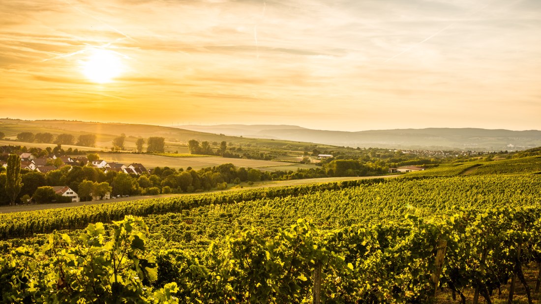 &copy; Weingut Gres
