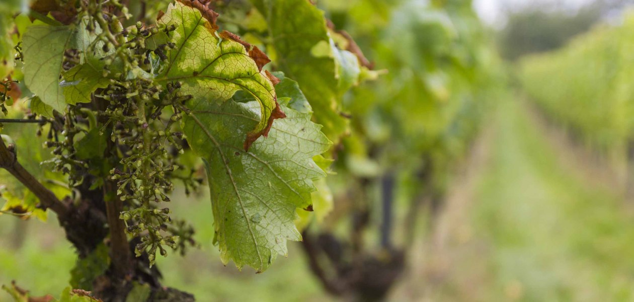 Vrijdag 1, &copy; Weingut Freitag