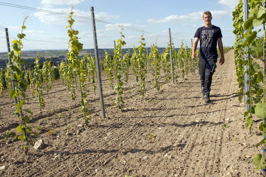 Weingut Bischofsm&uuml;hle_Weinberg, &copy; Weingut Bischofsm&uuml;hle
