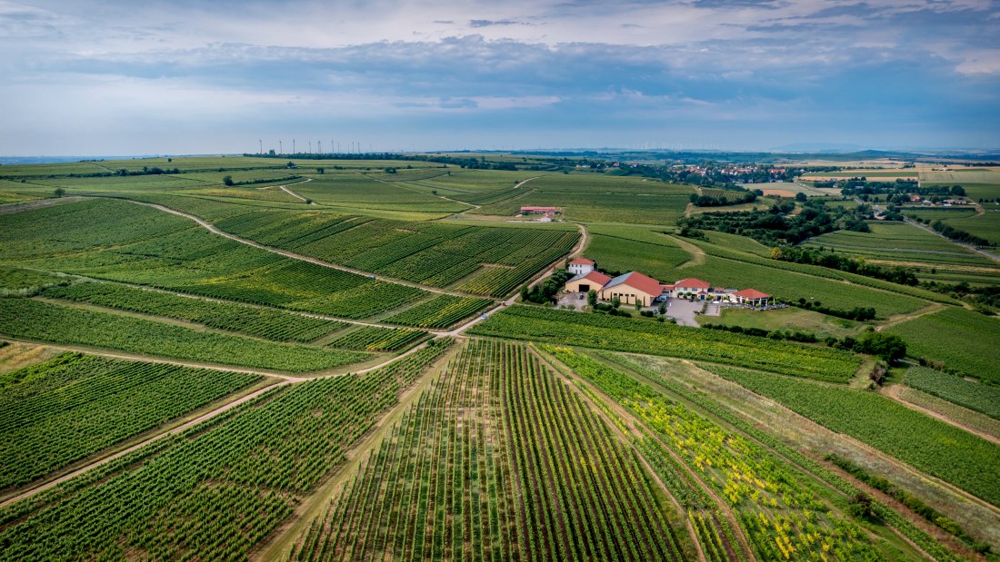 Niersteiner Parterberg-DJI_0235-165