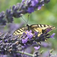 Edelfalter Schwalbenschwanz zu Besuch
