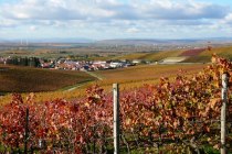 Weinhaus Uhl_Weinreben, &copy; Weinhaus Uhl