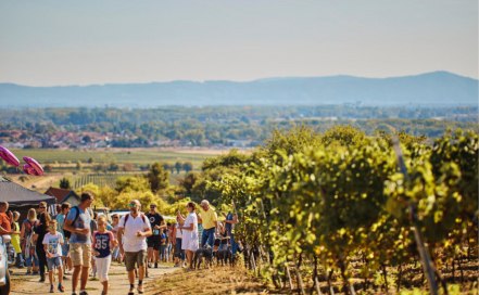 Weinwandern in Alsheim, &copy; InMedia