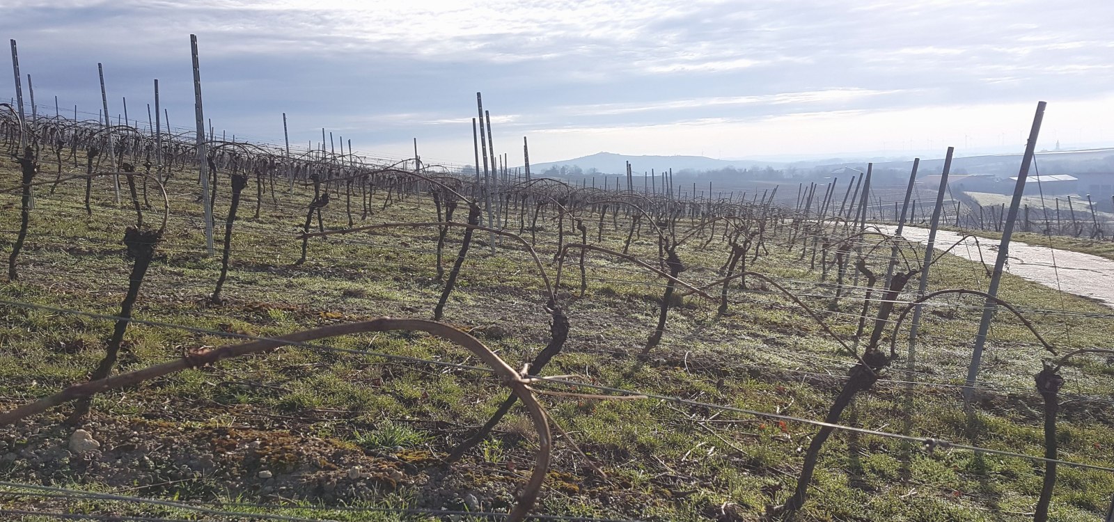 Gebogene Reben, &copy; Udo Diel