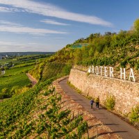 Roter Hang und RheinTerrassenWeg bei Nierstein &copy; Dominik Ketz