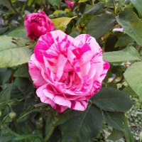 Blüte © Erb-Frey-Hof