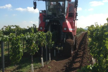 Vollernter Ernte, © Weinmanu