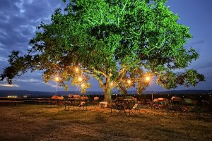 Weinfest am Nussbaum