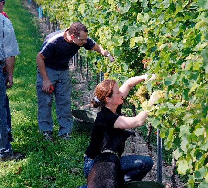 image0122, &copy; Weingut Lamberth