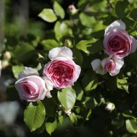 Rosen &copy; Schniering
