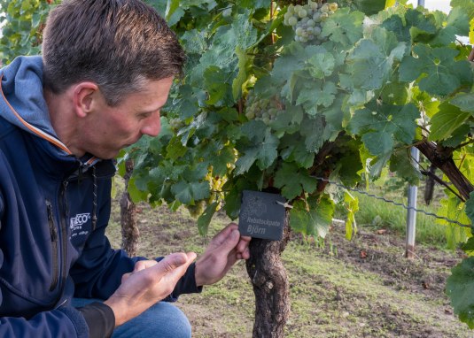 Rebstock-Paten &copy; Weingut J&uuml;rgen Bernhard