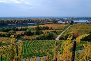 Weingut D&auml;twyl Hoffest