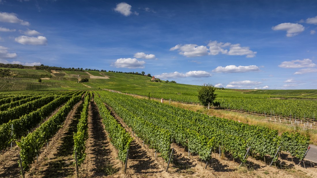 Gau-Bickelheimer Saukopf, © Torsten Silz