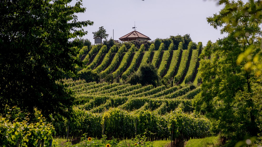 Gau-Bischofsheimer Glockenberg