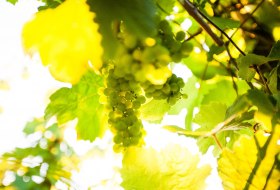 Weinland Nahe &copy; Weinland Nahe e.V./ Moritz Attenberger