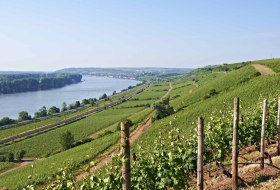 Rhine at Nierstein