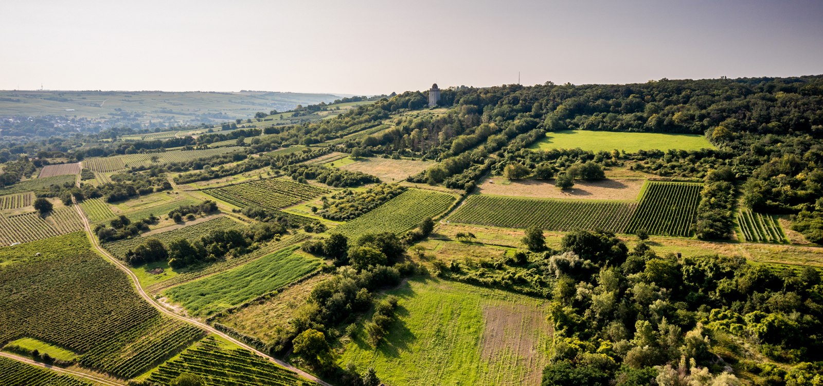 Gau-Algesheimer Steinert