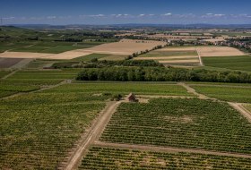 Monzernheimer Goldberg