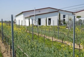 Weingut Kiefer_Weinreben &copy; Weingut Kiefer