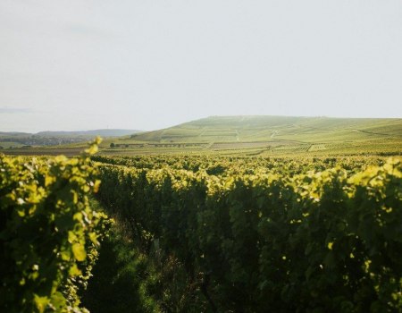 Winzerhof Diegel_Weinreben, &copy; Winzerhof Diegel