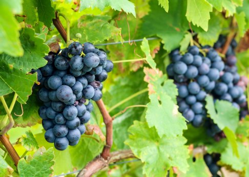 trollinger-trauben